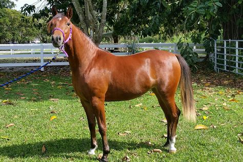 JULIE - Stunning Quarter Horse/Arabian Cross chestnut filly available for adoption at South Florida SPCA. Horse Arabian, Quarter Horse, South Florida, Chestnut, Adoption, Florida, Horses, Animals