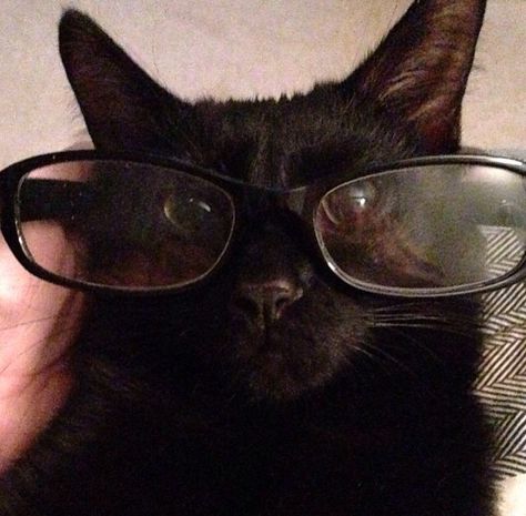 My Black Baby Cat Agro. His Future Is So Bright He's Gotta Wear Shades! Cat Wearing Glasses, Cat With Glasses, Cat Glasses, Silly Cats Pictures, Cute Cats Photos, Baby Cat, Cat Icon, Silly Dogs, My Black