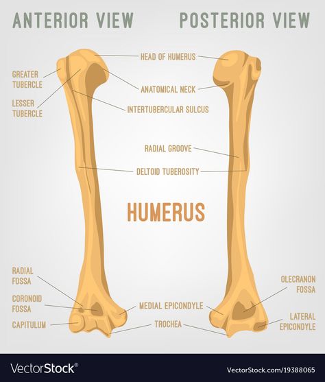 Humerous Bone Anatomy, Humerus Bone Anatomy, Humerus Anatomy, Bony Landmarks, Anatomy Diagrams, Humerus Bone, Human Joints, Anatomical Illustration, College Assignment