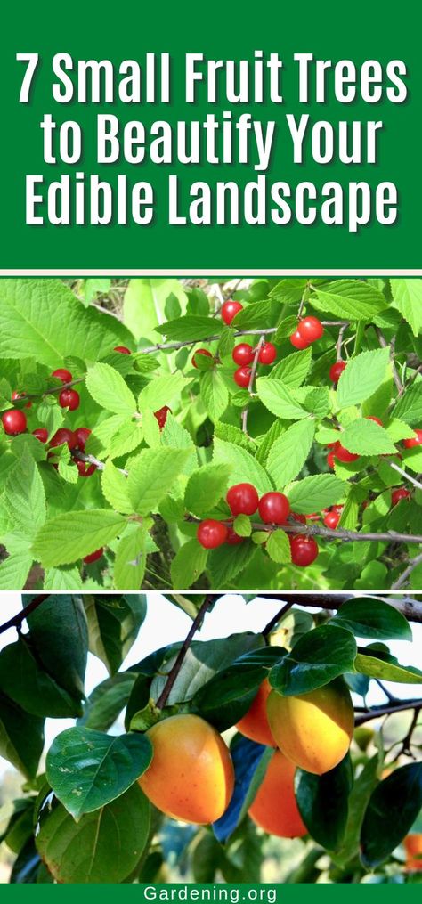 7 Small Fruit Trees to Beautify Your Edible Landscape Citrus Trees Landscape, Small Fruit Trees, Diy Compost, Edible Landscape, Trees Landscape, Plant Diseases, Edible Landscaping, Citrus Trees, Growing Tree