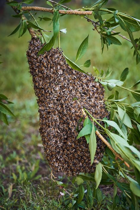 Swarm Traps - Where to Place Them and When to Put Them Out - Complete Beehives Bees Swarm, Honey Bee Swarm, Swarm Of Bees, Wild Bees, Bee Colony, Bee Swarm, Honey Bee Hives, Need More Space, Birds And The Bees