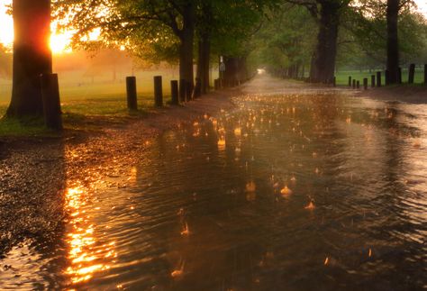 https://flic.kr/p/oSSpPN | Sunset on Splatterdown avenue | There is something special about bubbles floating down a road that now resembles a stream and at the same time sunshine is illuminating the scene. Marguerite Duras, I Love Rain, Autumn Rain, Love Rain, Pretty Landscapes, When It Rains, Cinematic Photography, Fan Fiction, Pretty Places