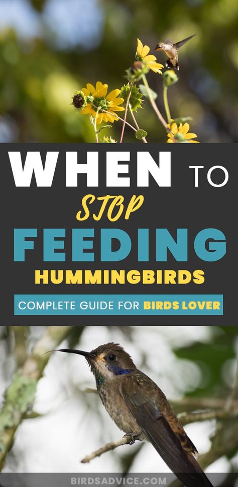 What To Feed Hummingbirds, Attract Hummingbirds To Feeder, Hummingbird Significance, Advice From A Hummingbird, Feeding Hummingbirds, Homemade Hummingbird Nectar, Sugar Water For Hummingbirds, Hummingbird Migration, Diy Hummingbird Feeder