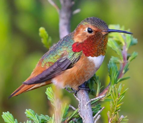 Male Allen's Hummingbird (Selasphorus sasin) Hummingbird Pictures, Hummingbird Art, Most Beautiful Birds, Kinds Of Birds, Rare Birds, Exotic Birds, Pretty Birds, Bird Photo, Colorful Birds