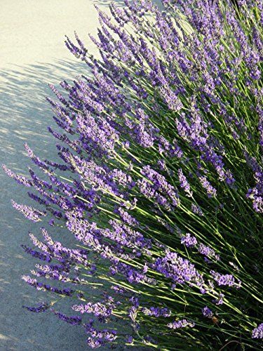 Munstead Lavender, Lavender Varieties, Lavender Bush, Lavender Herb, Provence Lavender, Lavender Garden, English Lavender, Lavender Plant, French Lavender