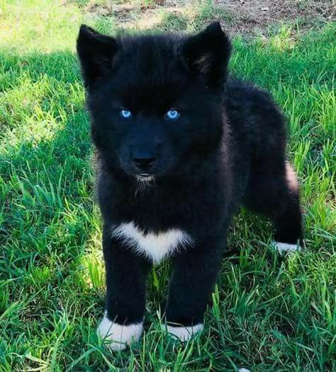 Wolf Dog Black, Black Wolf Dog Puppy, Black Dog With Blue Eyes, Black Husky Blue Eyes, Black Huskies, Wolf Puppies, Wolf Dog Puppy, Black Husky, Puppy Husky