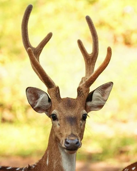 Chital Deer, Types Of Deer, India Wildlife, Axis Deer, Spotted Deer, Wildlife Of India, Deer Photography, Distinguished Gentleman, Deer Species