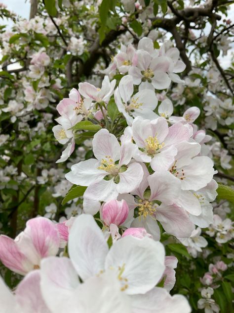 Apple tree. Apple. Flowers. Pink flowers. White flowers. Flowers aesthetic. Blossom. Blossom aesthetic. Beautiful flowers. Nature aesthetic. Nature aesthetic wallpaper. Flowers aesthetic wallpaper. Blossom wallpaper. Dream aesthetic. Cute. Cute aesthetic. Kawaii. Flowers from the garden. Garden. Garden aesthetic. Garden vibes. Garden ideas.Cottagecore. Cottagecore aesthetic. Apple Blossom Aesthetic, Apple Tree Aesthetic, Wallpaper Flowers Aesthetic, Flowers Nature Aesthetic, Apple Blossom Tree, Wallpaper Blossom, Nature Aesthetic Wallpaper, Blossom Aesthetic, Apple Tree Flowers