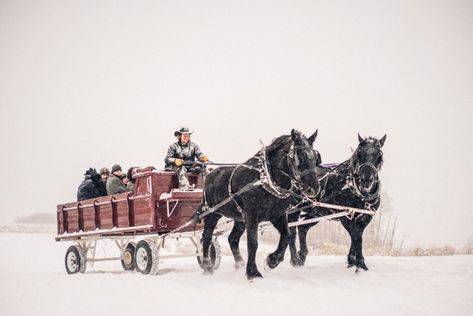 Pampas Grass in the Snow: A Rustic Winter Wedding in the Telluride Mountains | Green Wedding Shoes Snow Canyon Wedding, Horse Drawn Carriage Wedding Winter, Snowy Mountain Wedding, Winter Wedding Mountains Snow, Horse Transport, Winter Wedding Attire, Snow Wedding, Rustic Winter Wedding, Wedding Dress Boutiques