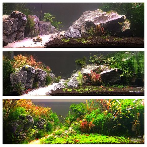 20 Long Aquascape, 55 Gallon Aquascape, 20 Gallon Long Aquascape, Aqua Scaping, Aquascape Ideas, Rimless Aquarium, Amazing Aquariums, Planted Tank, Aquarium Landscape