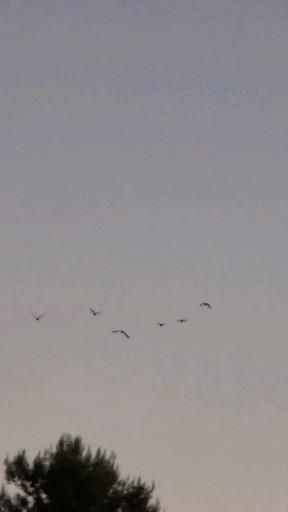 Crow Flying Video, Aesthetic Birds Flying Video, Crow Video, Crows Flying, Crow Flying, Sun Blinds, Flying In The Sky, Sky Gif, Ariana Grande Songs