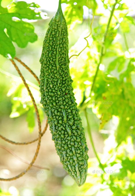 bitter melon on vine by leungchopan. bitter melon on vine #Sponsored #melon, #bitter, #leungchopan, #vine Bitter Melon Recipes Indian, How To Cook Bitter Melon, Stuffed Bitter Melon, Indian Bitter Melon, Bitter Melon Recipes, Vine Fruit, Bitter Melon, Bitter Gourd, Eating At Night