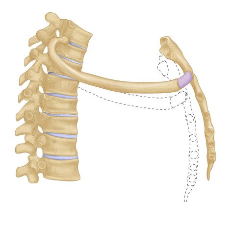 Tight Upper Trap – The Hidden Cause That Stretching Won’t Fix – ZacCupples.com Traps Muscle, Forward Head Posture, Lower Abs, Muscle Tension, Sit Up, Neck Pain, Stretching, Tights