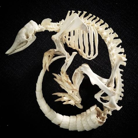 Newest skeleton - Armadillo #bonecollectors #articulatedskeleton #artandbones #articulatedbones #armadillo #sustainablysourced… Pangolin Aesthetic, Pangolin Skeleton, Armadillo Skeleton, Pangolin Art, Animal Skeleton, Sketch Study, Framed Insect, Skull Reference, Cool Skeleton