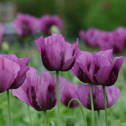 Papaver somniferum Hungarian Blue Poppy Flower Seeds, Breadseed Poppy, Purple Petals, Edible Seeds, Purple Poppies, Hungarian Recipes, Blue Poppy, Annual Flowers, Poppy Seeds