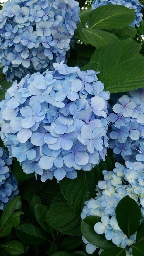 Hydrangea Flowers Aesthetic, Flores Wallpaper, Peonies And Hydrangeas, Hydrangea Garden, Spring Wallpaper, Flower Therapy, Beautiful Bouquet Of Flowers, Hydrangea Flower, Blue Hydrangea