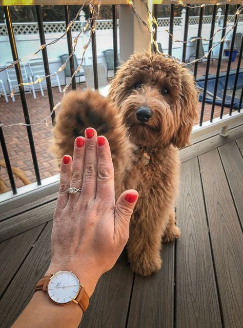 Engagement Ring Selfie, Pet Photoshoot, Engagement Announcements, Engagement Announcement Photos, Ring Selfie, Announcement Photos, Cute Engagement Photos, Photos With Dog, Engagement Pictures Poses