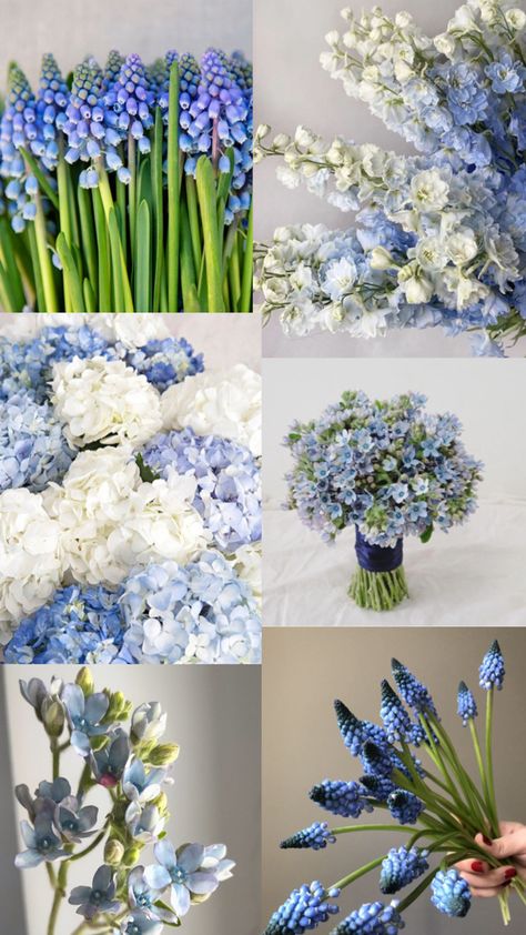 Flowers for blue and white event Muscari   Delphinium   hydrangeas   Tweedia nigella Blue Delphinium Wedding, Blue Delphinium, Maine Wedding, White Hydrangea, Wedding Mood Board, Wedding Mood, Delphinium, Botanical Art, Spring Wedding