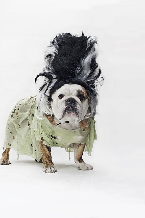 And if that turtle isn't freakishly spooky, this ferocious Frankenstein-looking creature sure is Dog Parade, Crazy Costumes, Dog Calendar, Pet Halloween Costumes, Dog Poster, Dog Halloween Costumes, Dog Costumes, Halloween Animals, Cute Dogs And Puppies