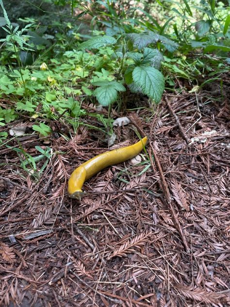 Banana slug in the redwood forest surrounding UCSC. Ucsc Santa Cruz Aesthetic, Uc Santa Cruz Aesthetic, Ucsc Aesthetic, Northern California Aesthetic, Santa Cruz Aesthetic, College Collage, Uc Santa Cruz, Banana Slug, Sweet California