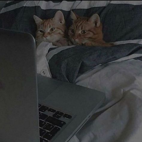 Cats cuddling together, cats in bed, cats watching movie, grunge cats, two cats, cute photos of cats, cats