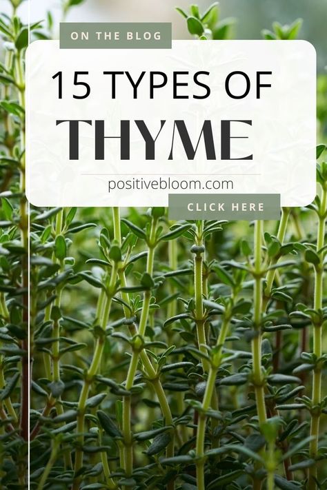 Check out this article to find out what are the best types of thyme that you can grow in the garden. Almost all varieties are edible and easy to grow! Thyme Herb, Thyme Plant, Growing Cilantro, Peperomia Plant, Alocasia Plant, List Of Vegetables, Calathea Plant, Perennial Vegetables, Pothos Plant