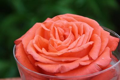 Vase Rose Transparent, Flowers, Plants