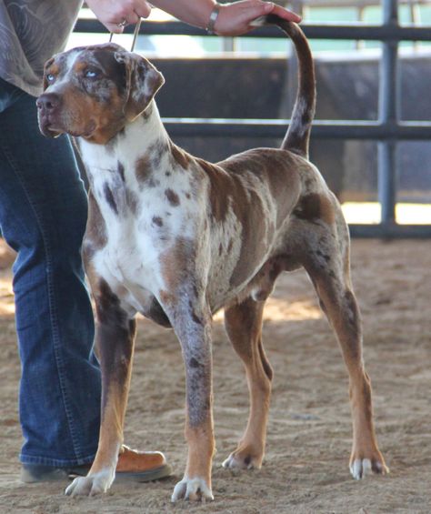 Red Leopard Catahoula. His name is Raptor Red Merle Catahoula Leopard Dog, Catahoula Leopard Dog Puppy, Catahoula Dog, Catahoula Leopard Hound, Louisiana Catahoula Leopard Dog, Catahoula Leopard, Catahoula Leopard Dog, Leopard Dog, Dog Bath