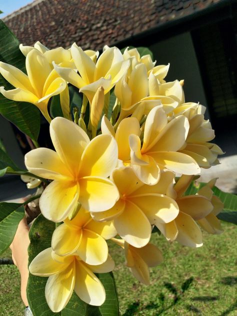 My yellow 'Kamboja' Yellow Plumeria, My Yellow, Pacific Islander, Plumeria Flowers, Senior Photos, Wonders Of The World, Collage, Yellow, Plants