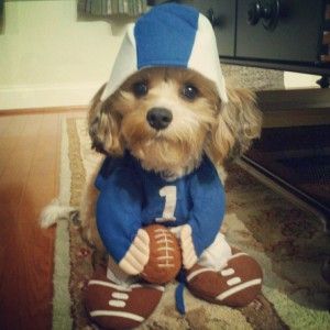 hehe too #cute #dog #football #costume Halloween Pet Safety, Halloween Costumes For Dogs, Crazy Clothes, Football Halloween, Costumes For Dogs, Morkie Puppies, Dog Costumes, Halloween Animals, Pet Safety