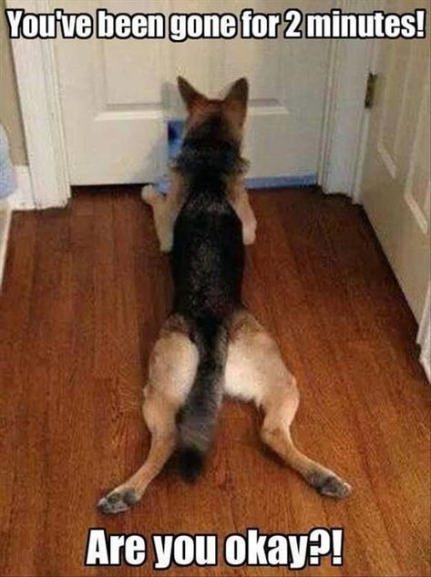 Dog German, Funny Dog Memes, Funny Animal Quotes, Funny Animal Jokes, Memes Humor, Humor Memes, Shepherd Puppies, Funny Animal Memes, Animal Jokes