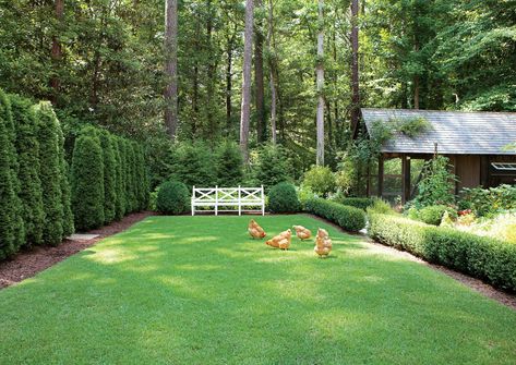 The Lawn Lawn Design, Garden Design Layout, Low Maintenance Garden, Backyard Garden Design, Garden Edging, Back Gardens, Garden Boxes, Garden Layout, A Chicken