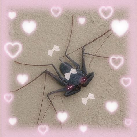 Creepy Pink Aesthetic, Kawaii Spider, Creepy Cute Aesthetic, Spider Girl, Cute Strawberry, Pretty Animals, Silly Images, Kawaii Aesthetic, Creepy Cute