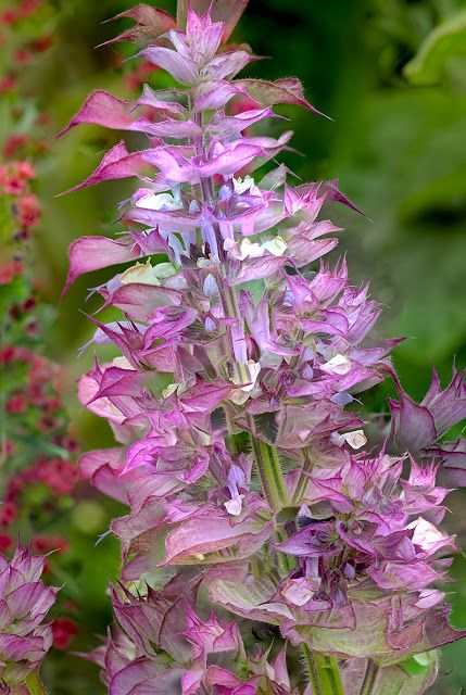 Salvia Sclarea 'Piemont' Salvia Garden, Salvia Plants, Full Sun Flowers, Low Water Landscaping, Outside Plants, Salvia Sclarea, Sun Garden, Border Plants, Garden Shrubs