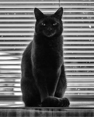 Black cats rule ! Beautiful Black Cats, Black Kitties, Cats Black, A Black Cat, Cat Boarding, Here Kitty Kitty, Domestic Cat, Cat Sitting, Love Black