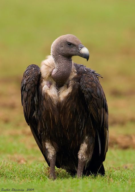 Abutre-indiano-de-dorso-branco  ou Abutre branco-rumped (Gyps bengalensis) White Rumped Vulture, Vulture Pictures, Vulture Marvel, Vulture Bird, Tattoo Animal, Bird Quotes, Vulture Culture, Bird Wallpaper, Nature Birds