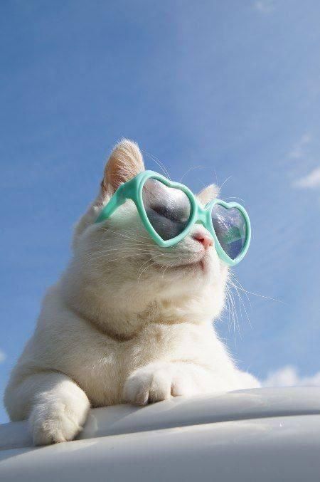 Gatos Cool, Wearing Sunglasses, Cat Aesthetic, Cute Kittens, Crazy Cat Lady, Beautiful Cats, 귀여운 동물, White Cat, Animals Friends