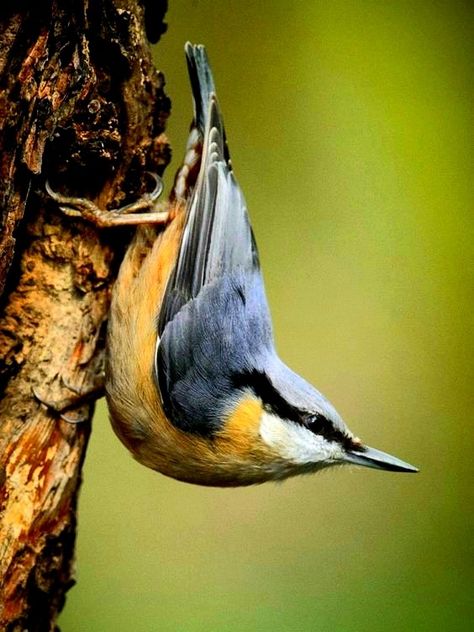 Nuthatch Bird, Nuthatches, Logo House, British Birds, Bird Logo, Bird Carving, Garden Birds, British Wildlife, Wild Creatures