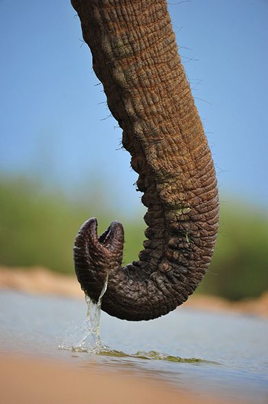 Close-up of elephant trunk - captured from the hide at The Bush House in Madikwe House Underground, Elephant Close Up, Elephant Head Photography, Elephant With Trunk Up Painting, Bush House, Elephant Trunk Up, Elephant Sketch, Africa Painting, Elephant Photography