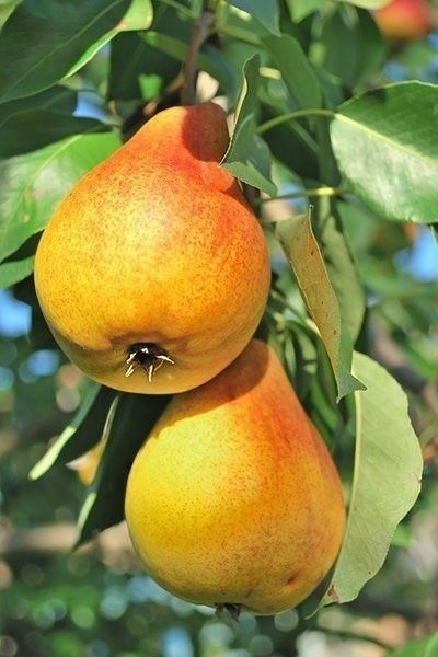 Pear Photography, Pear Drawing, Pop Culture Magazine, Life Drawing Reference, Fruits Photos, Fruit Picture, Still Life Fruit, Fruit Photography, Culture Magazine