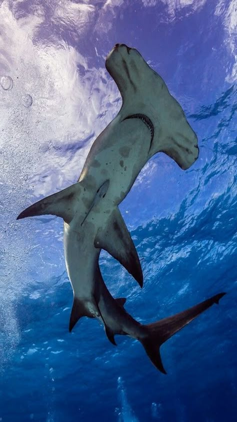 Awesome photo of whale Bimini Bahamas, Hammerhead Sharks, Shark Pictures, Swimming In The Ocean, Hammerhead Shark, Beautiful Sea Creatures, Water Animals, Cute Shark, Shark Week