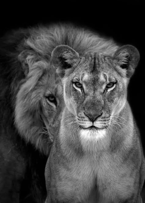 Lion Couple, Lion Photography, Lion Images, Lion Pictures, Amazing Products, Lion, Animal Print, Free Delivery, Wallpapers