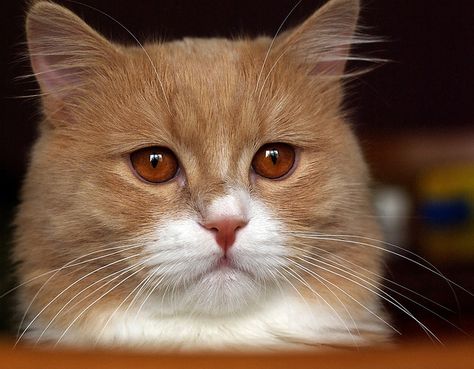 #chat #cat Small Kittens, Kinds Of Cats, Fancy Cats, Gorgeous Cats, Cat Garden, Brown Cat, Cat Photography, Cat Eyes, Kitty Kitty