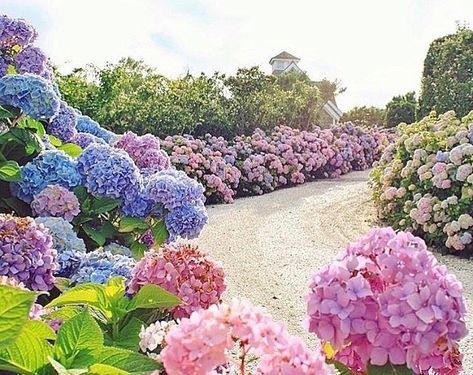 A French Inspired Christmas Front Porch - Maison Style Hydrangea Driveway, Modern French Country Exterior, Garden Vision Board, Lined Driveway, Home Front Yard, Fancy Farmhouse, Castle Homes, Backyard Pool Design, French Country Exterior