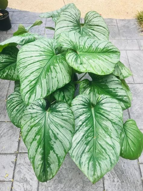 Philodendron Pastazanum, Philodendron Mamei, Philodendron Billietiae, Wishlist Plants, Wood Leaves, Plant Wishlist, Plant Goals, Pergola Ideas, Plant Care Houseplant