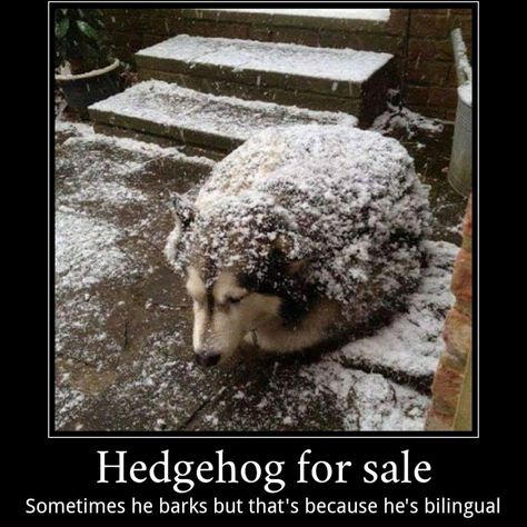 Hedgehog Husky #huskypuppies #huskydogs #husky #HuskySibir Husky Humor, Humor Animal, Dog Snapchats, Husky Funny, Funny Dog Photos, Dog Quotes Funny, Silly Animals, Funny Animal Memes, Funny Animal Pictures