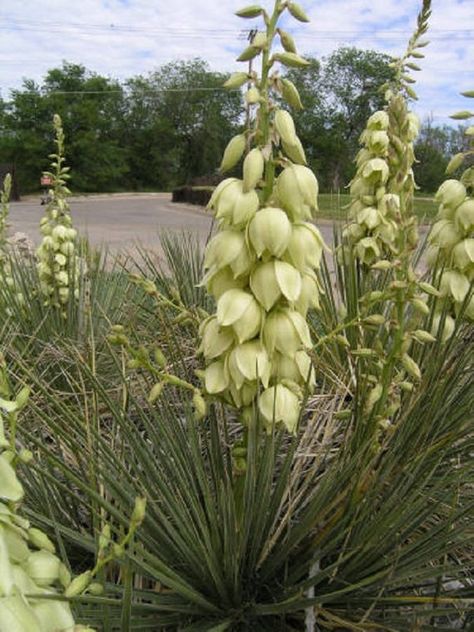 Yucca Glauca, also known as Soapweed Yucca, is an evergreen succulent plant that is closely related to the agave genus. It can tolerate a wide variety of growing conditions from indoor to outdoor growth and drought to frost. Yucca glauca populates areas of mid-western North America Yucca Glauca, Paradise Hills, Landscaping Garden Ideas, Landscaping Pool, Photos With Dog, Landscaping Inspiration, Family Photo Pose, Spring Family, Yard Landscape