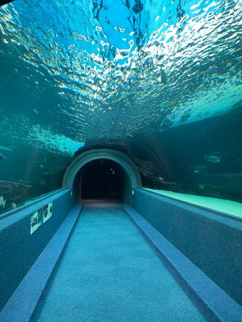 Pool Tunnel, Underwater Building, Tunnel Aquarium, Aquarium Tunnel, Water Tunnel, Exhibition Project, Experimental Fashion, Arts Project, Art Landscapes