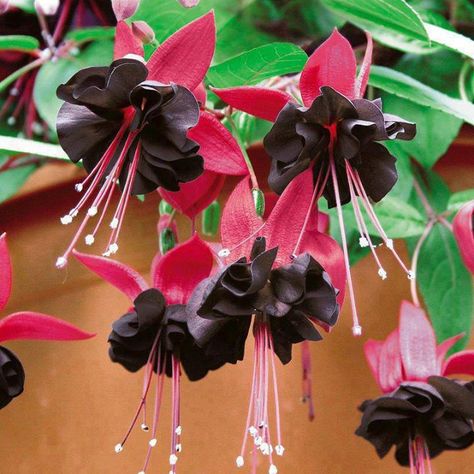 black and red fuchsia flower blooms Fuchsia Hybrida, Fuchsia Plant, Seed Pots, Bonsai Seeds, Fuchsia Flower, Fuchsia Flowers, Plants For Hanging Baskets, Black Flowers, Exotic Flowers