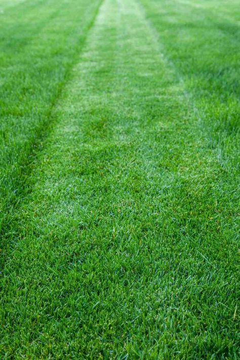 Types of Grass for your Lawn Different Types Of Grass, Grass Cloth Wallpaper, Fescue Grass, Zoysia Grass, Spring Lawn Care, Cloth Wallpaper, Planting Grass, Grass Plants, Aesthetic Plant